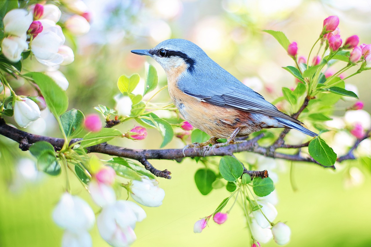 bird-gdbf2d9446_1280 bird-gdbf2d9446_1280